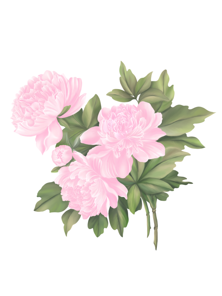 Group of beautiful, sweet pink Peony flower and verity shade of green leaves, digital draw and paint in vintage and Asian style. Isolate image png