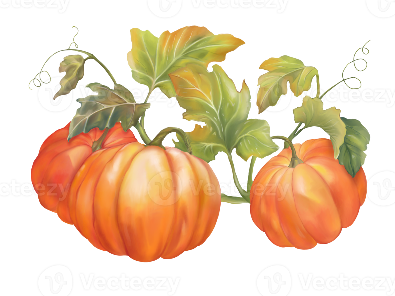 The group of three pumpkins and leaves, isolate image, digital hand drawn and painted. png