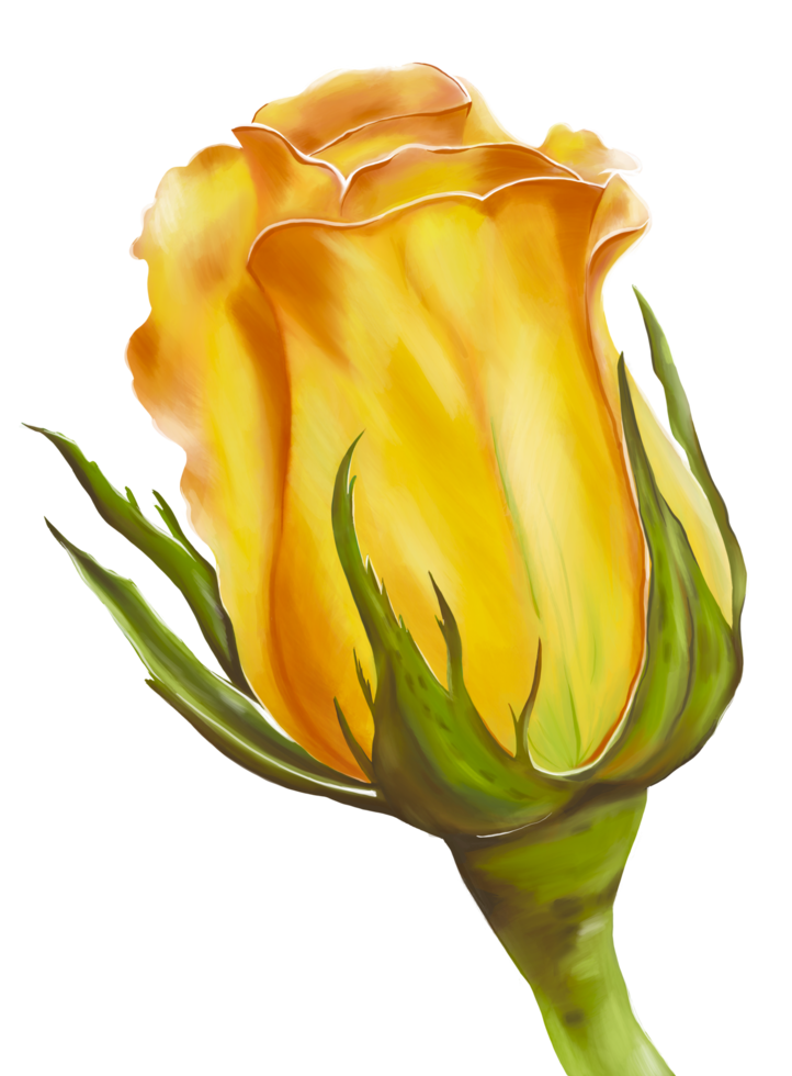 A hand digital painting bright rose with green sepals on dark background. Isolate image. png