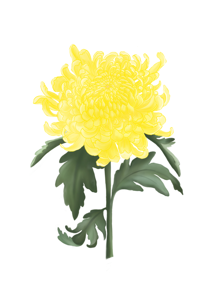 A beautiful yellow of the blooming Chrysanthemum flower is drawn and painted with abstract style. Digital art, isolate and illustration image. png