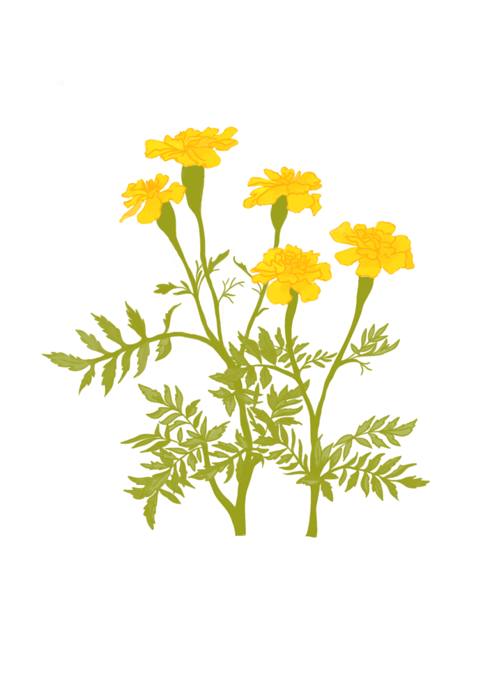 Digital painting isolates bush of yellow marigold flower. png