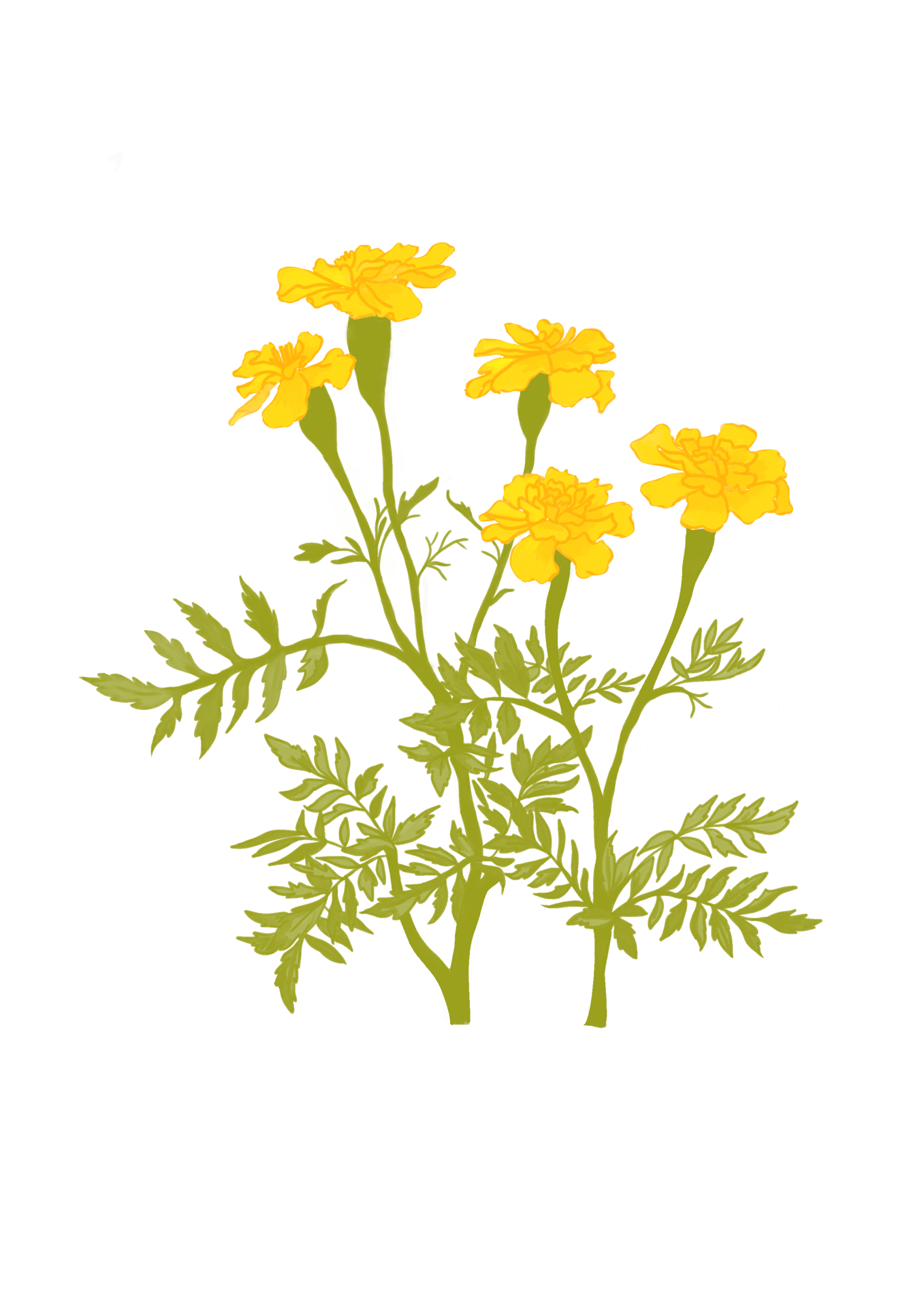 Digital painting isolates bush of yellow marigold flower. 10862403 PNG