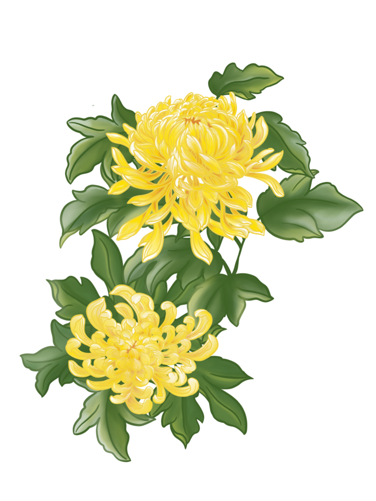 dos flores amarillas de crisantemo de araña y muchas hojas verdes. png