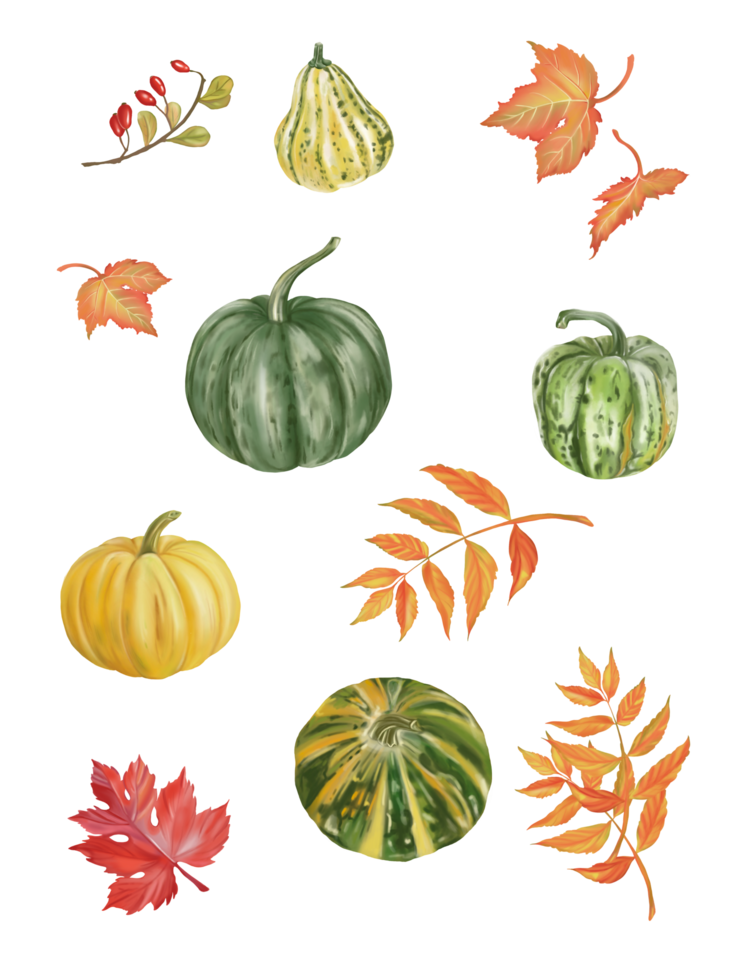 Set of Autumn and fall collection, maple and wild leaves in Autumn color. Digital hand draw and paint, white background. png