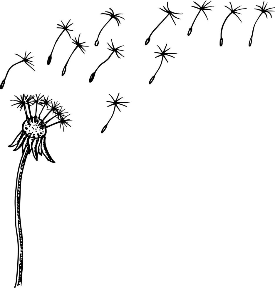 Flying dandelion seeds, vector illustration. Vector Dandelion blowing silhouette. Flying blow dandelion