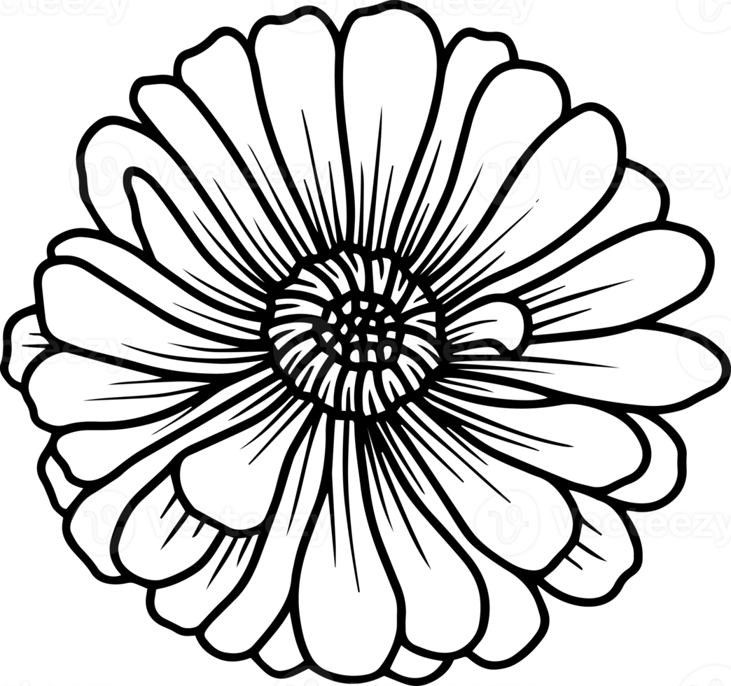 Hand Drawn Flower Sketch Line Art 10863300 PNG