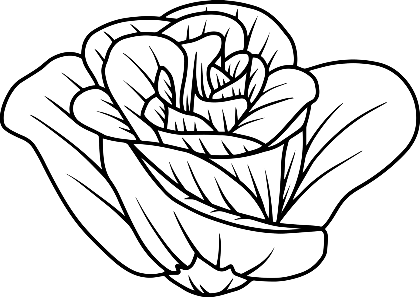 Flower Hand Drawn Sketch Line Art Illustration png