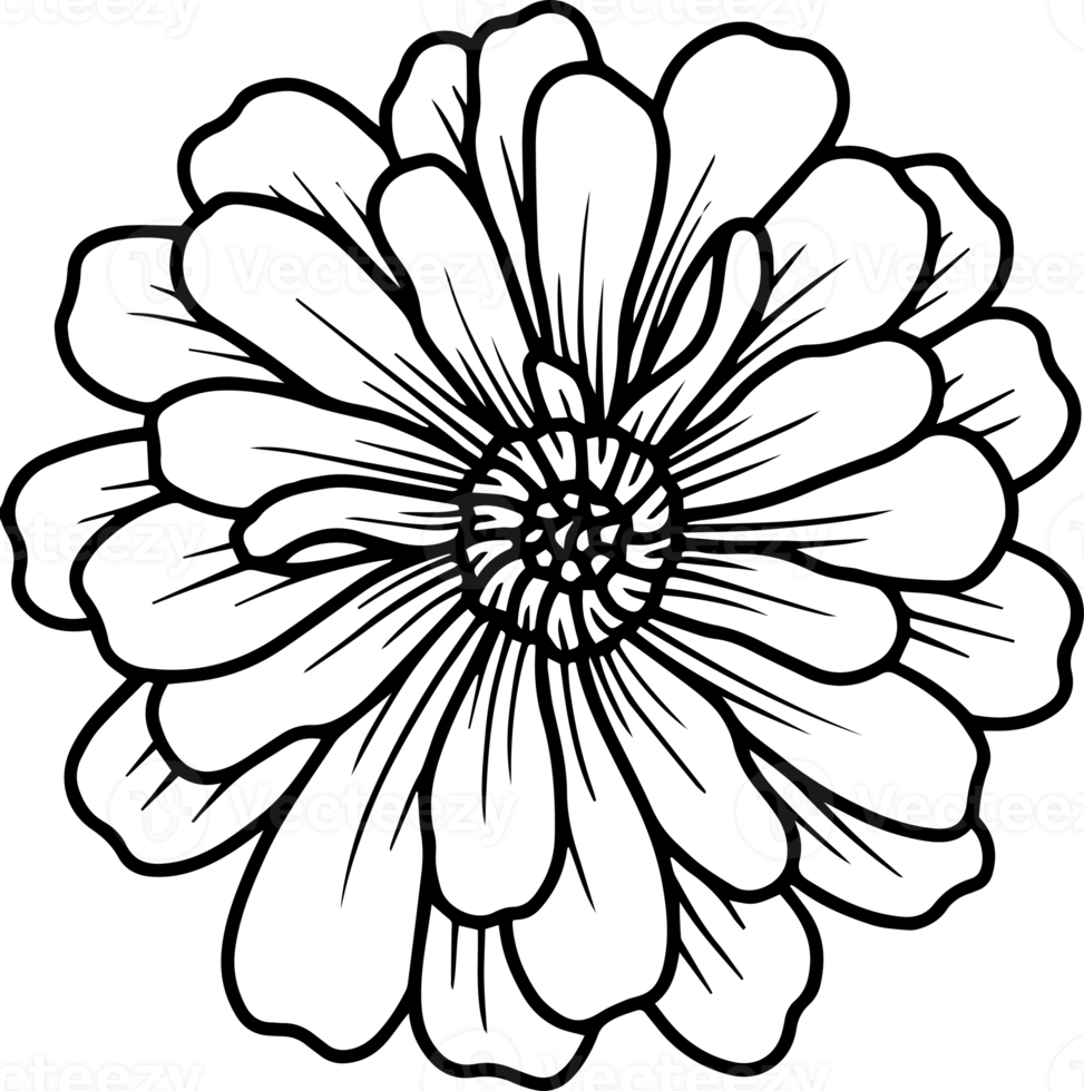 Hand Drawn Flower Sketch Line Art 10863408 PNG