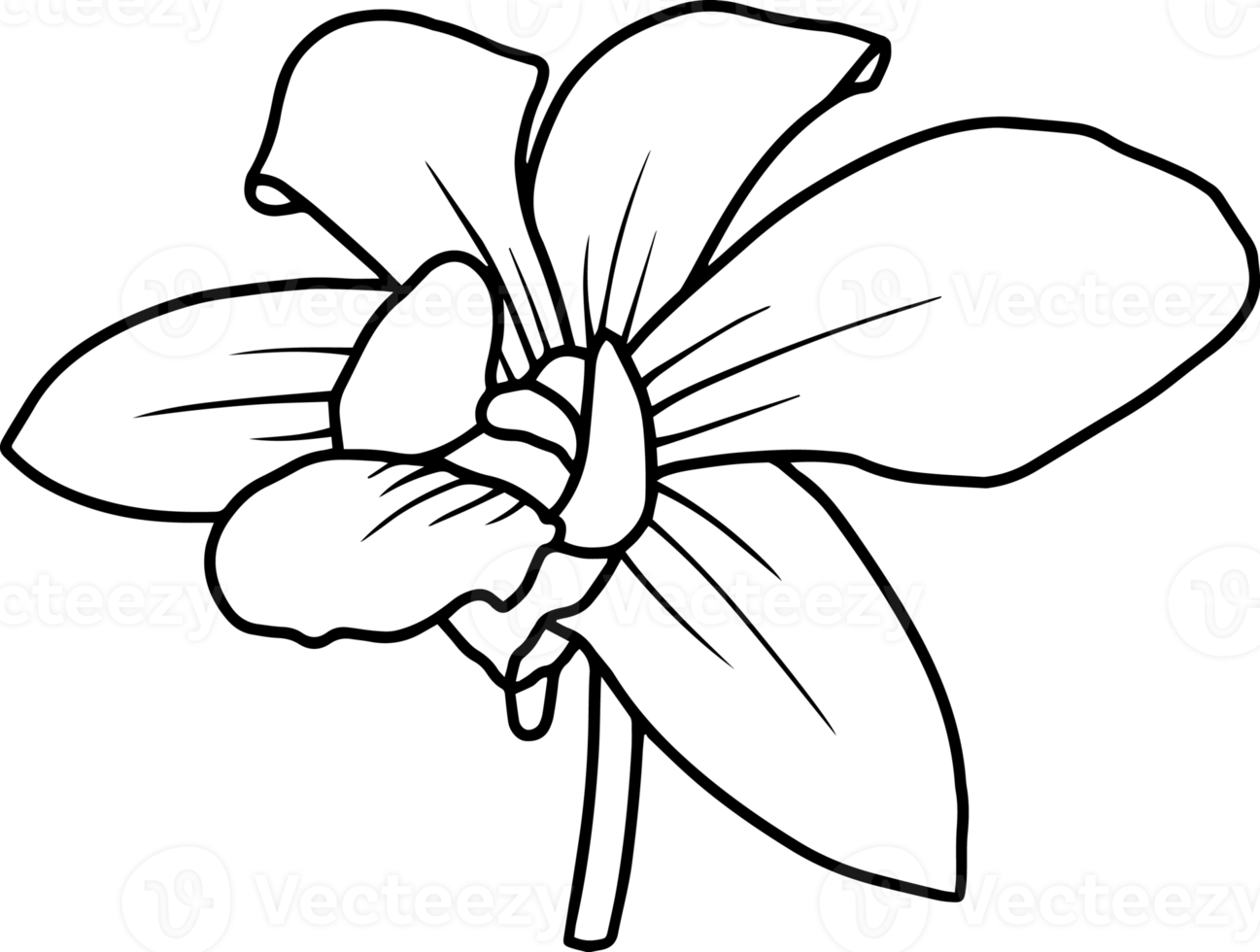 Hand Drawn Flower Sketch Line Art 10863457 PNG