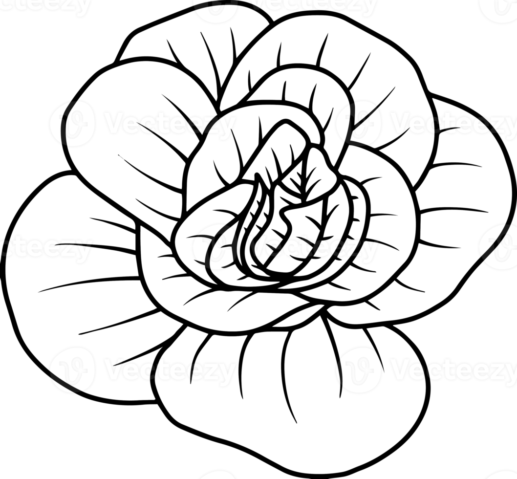 Flower Hand Drawn Sketch Line Art Illustration png