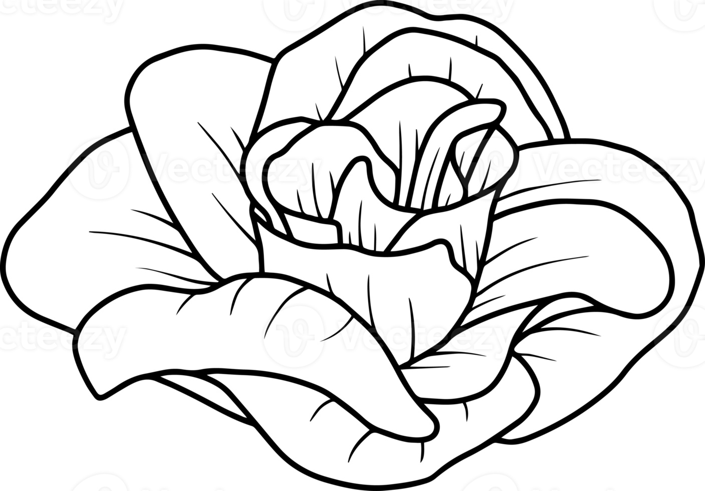 Hand Drawn Rose Flower Sketch Line Art 10863513 PNG