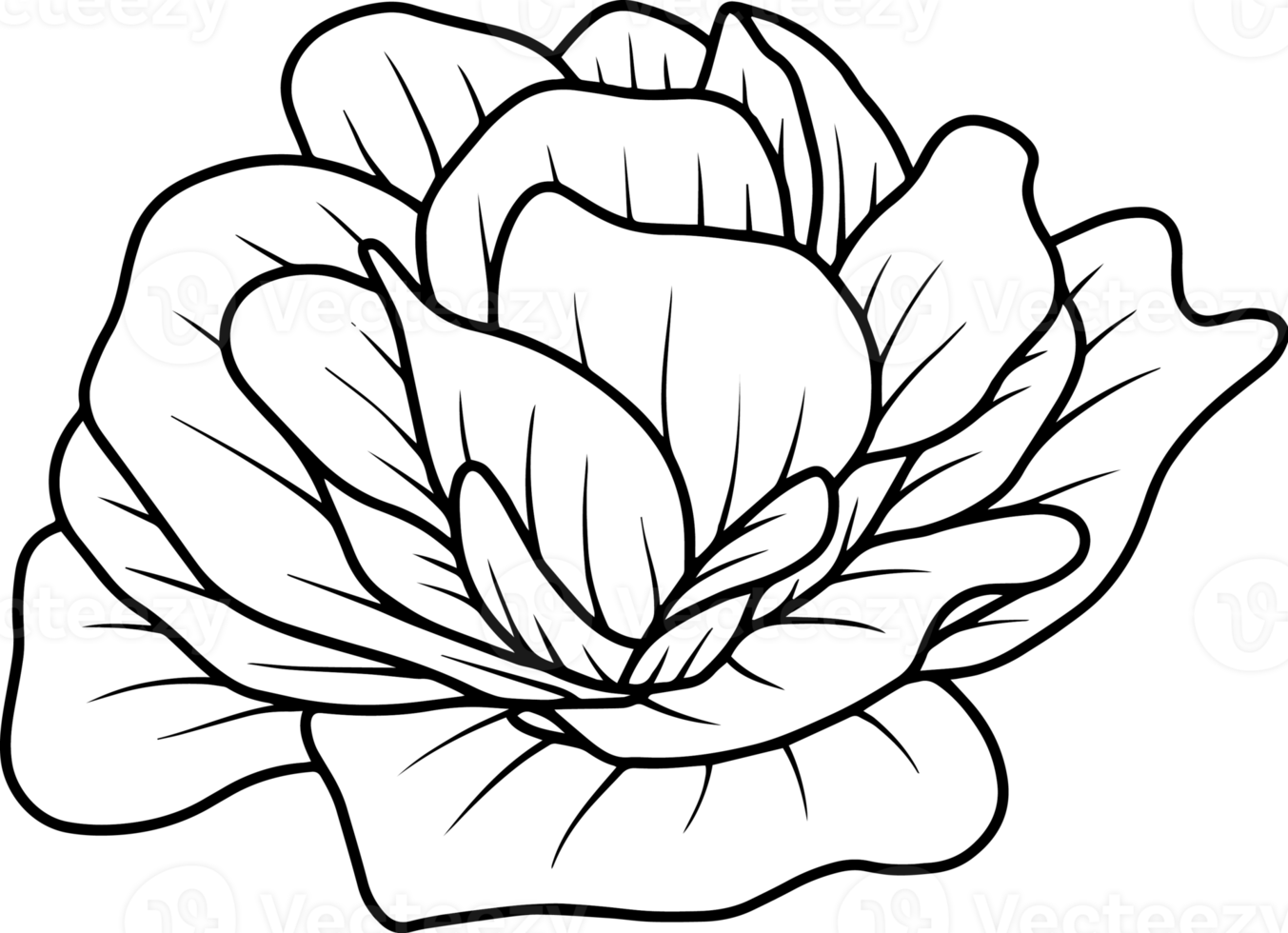 Flower Hand Drawn Sketch Line Art Illustration png