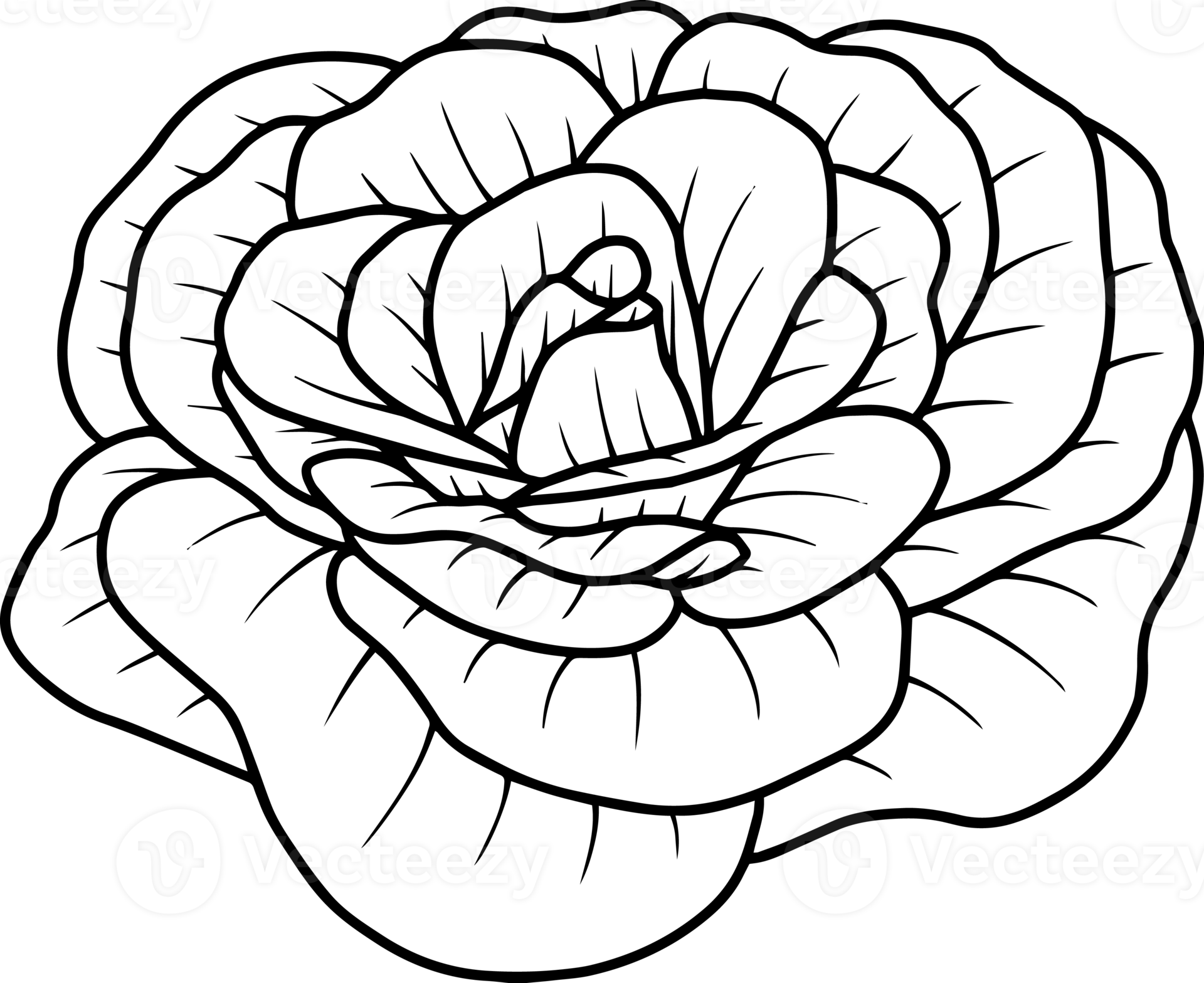 Hand Drawn Rose Flower Sketch Line Art 10863601 PNG