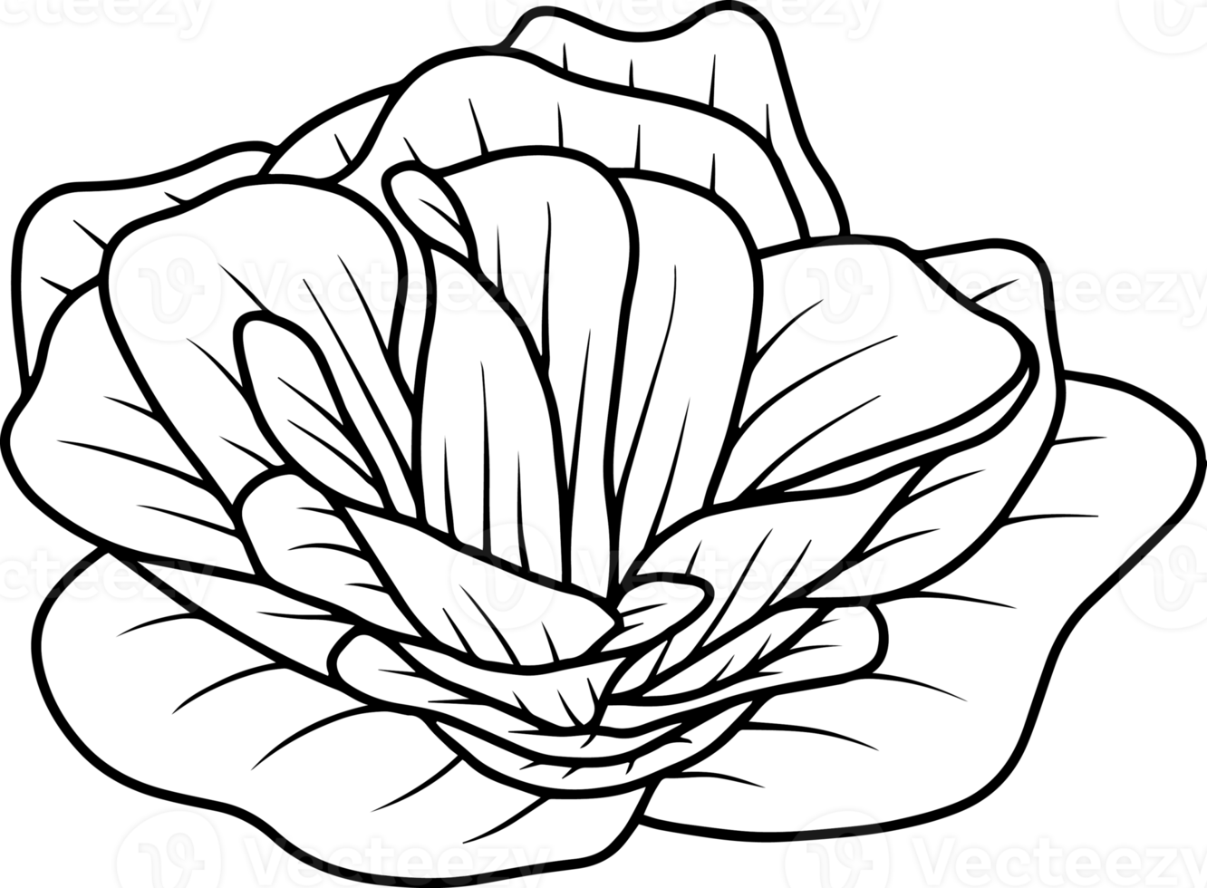 Flower Hand Drawn Sketch Line Art Illustration png