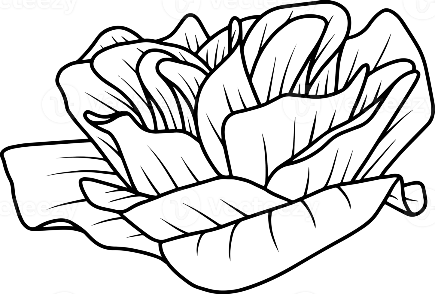 Hand Drawn Rose Flower Sketch Line Art png