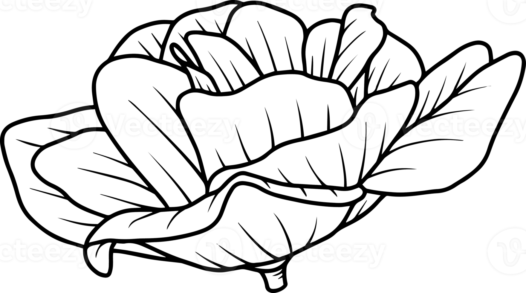 Flower Hand Drawn Sketch Line Art Illustration png