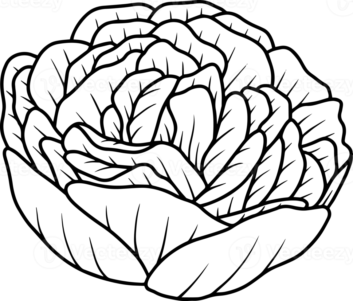 Hand Drawn Rose Flower Sketch Line Art 10863685 PNG