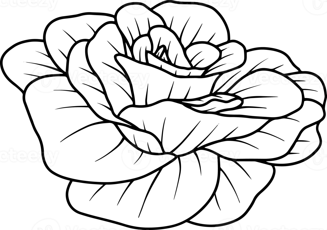 Flower Hand Drawn Sketch Line Art Illustration png