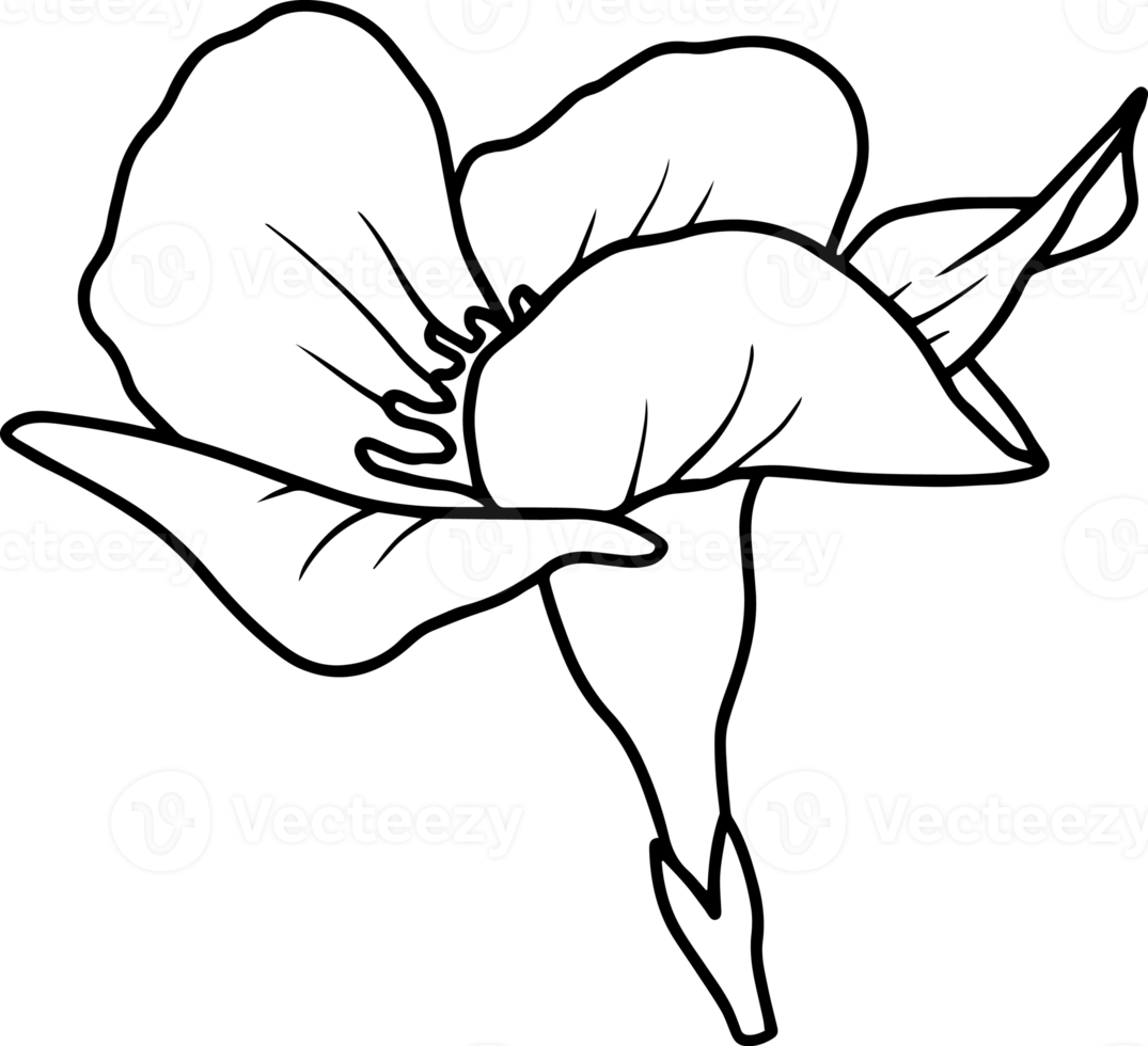 Flower Sketch Line Art Illustration 10863824 PNG