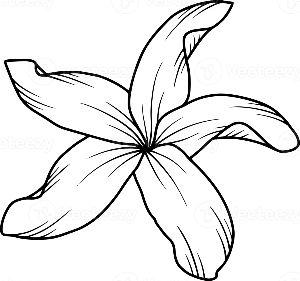 Flower Sketch Line Art Illustration 10863841 PNG