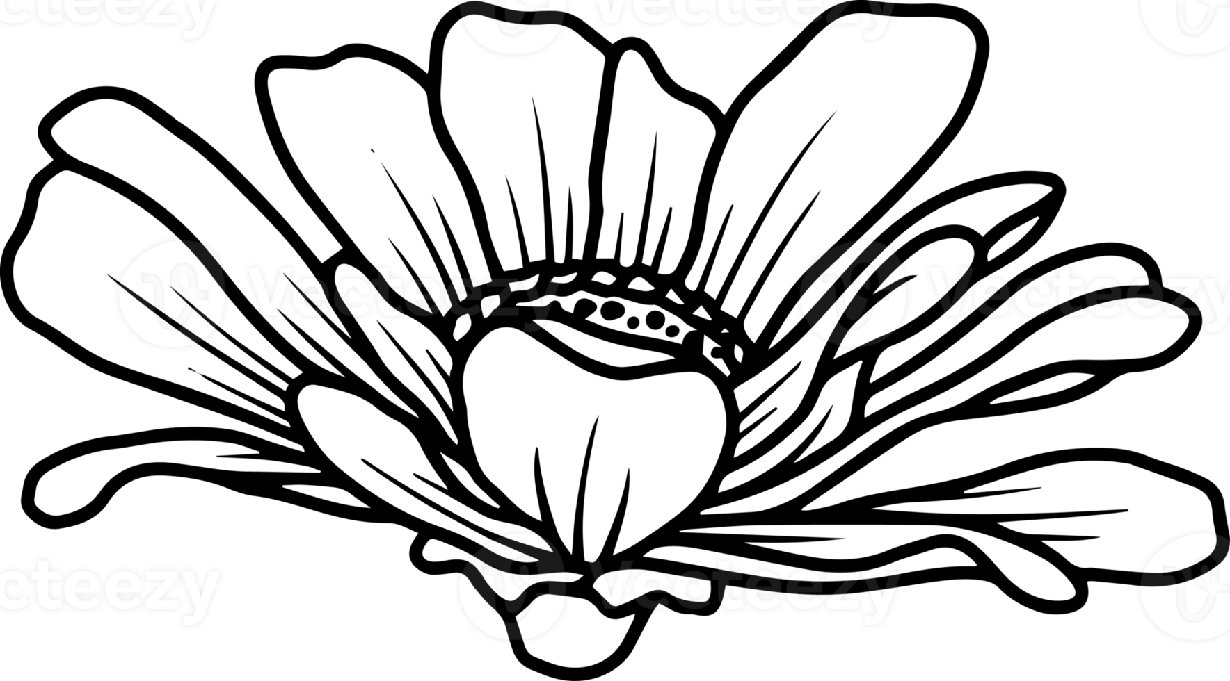 Hand Drawn Flower Sketch Line Art 10863862 PNG