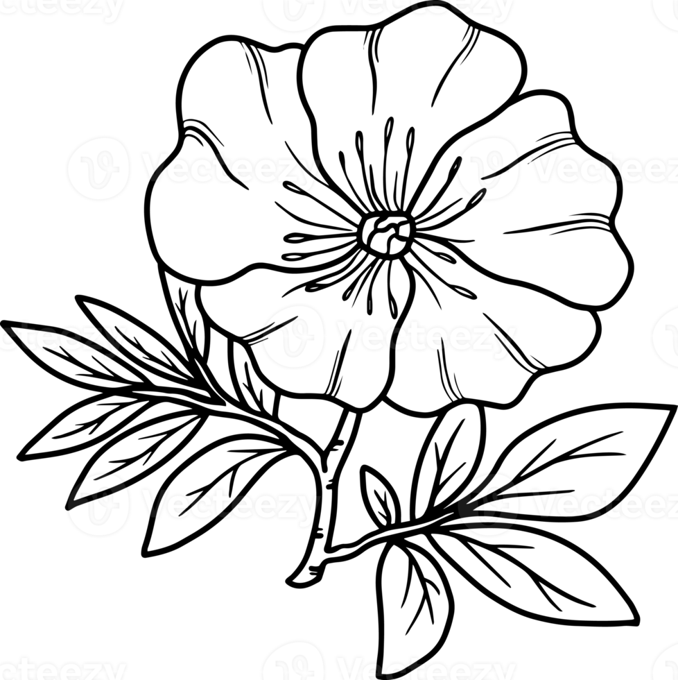 Hand Drawn Flower Sketch Line Art 10863912 PNG