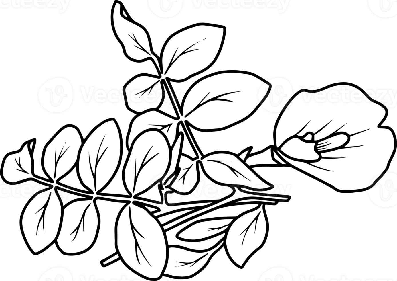 Floral Design Line Art png