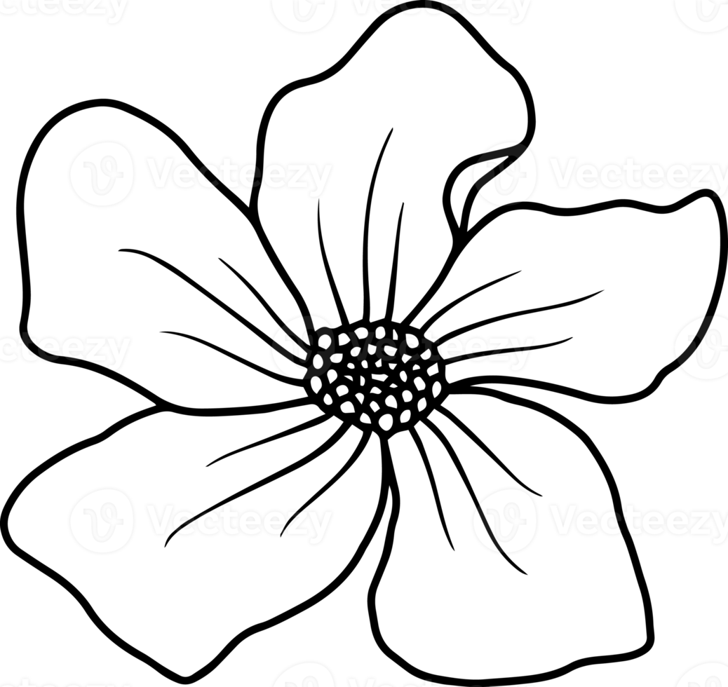 Hand Drawn Flower Sketch Line Art 10863996 PNG