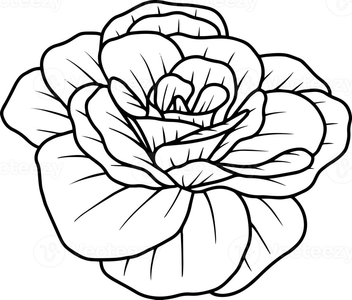 Flower Hand Drawn Sketch Line Art Illustration png