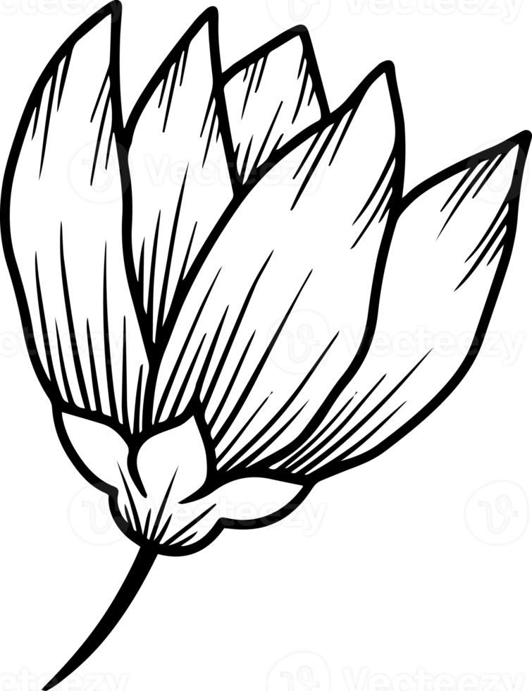 ilustração de arte de linha de esboço de flor desenhada à mão png