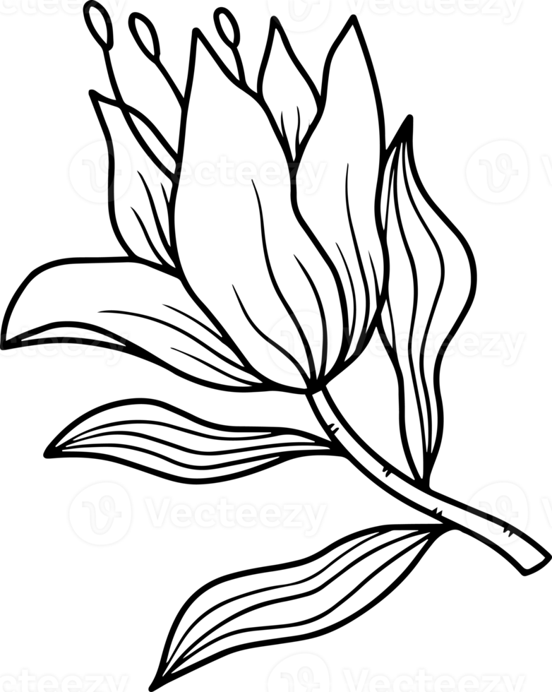 Hand Drawn Flower Sketch Line Art 10864196 PNG