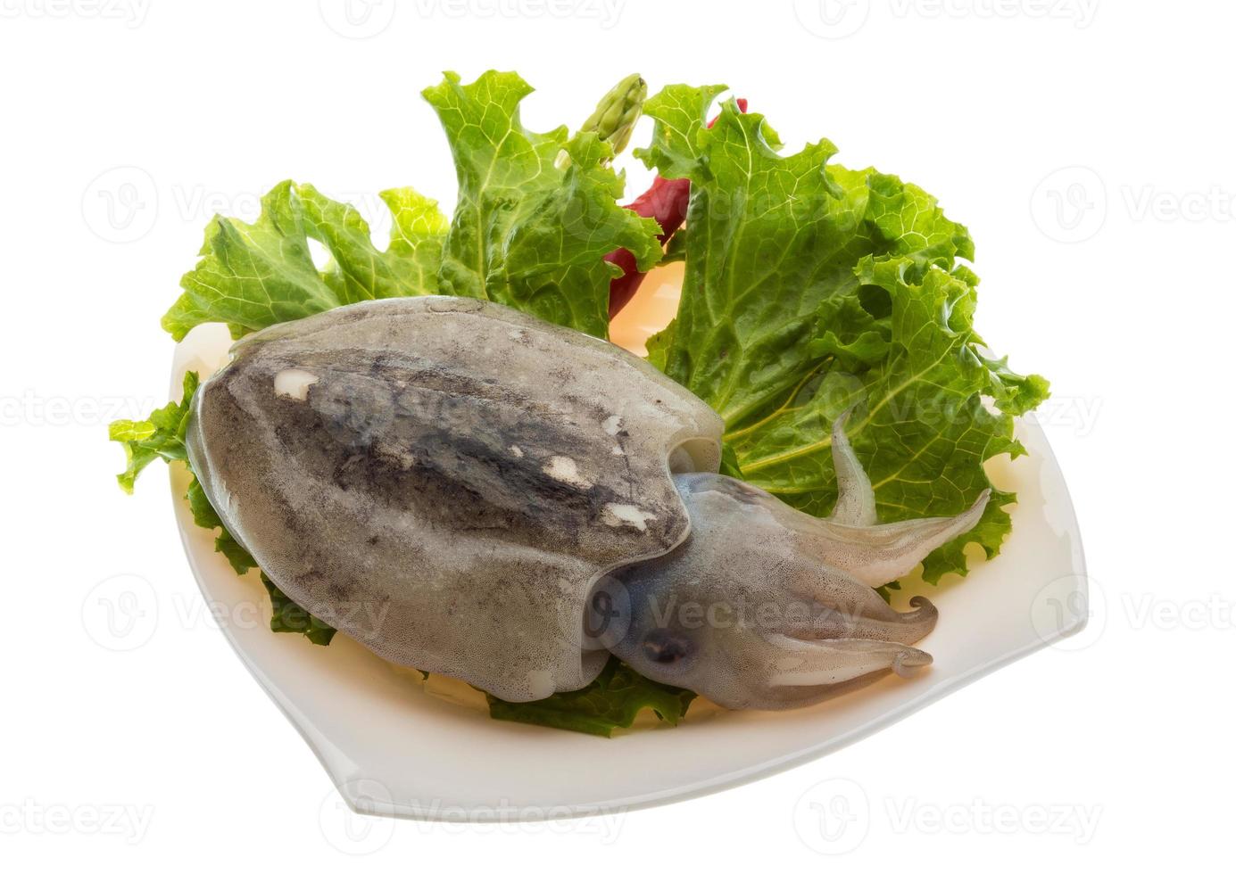 Raw cuttlefish on the plate and white background photo