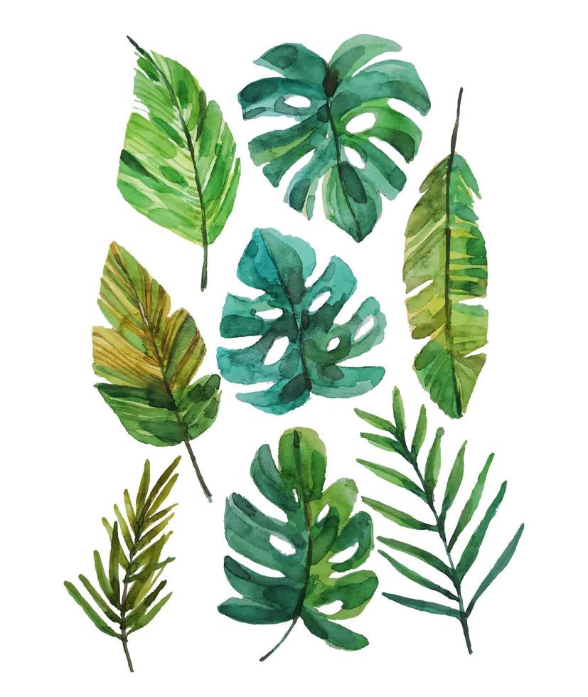 tropic leaves watercolor clipart illustration vector