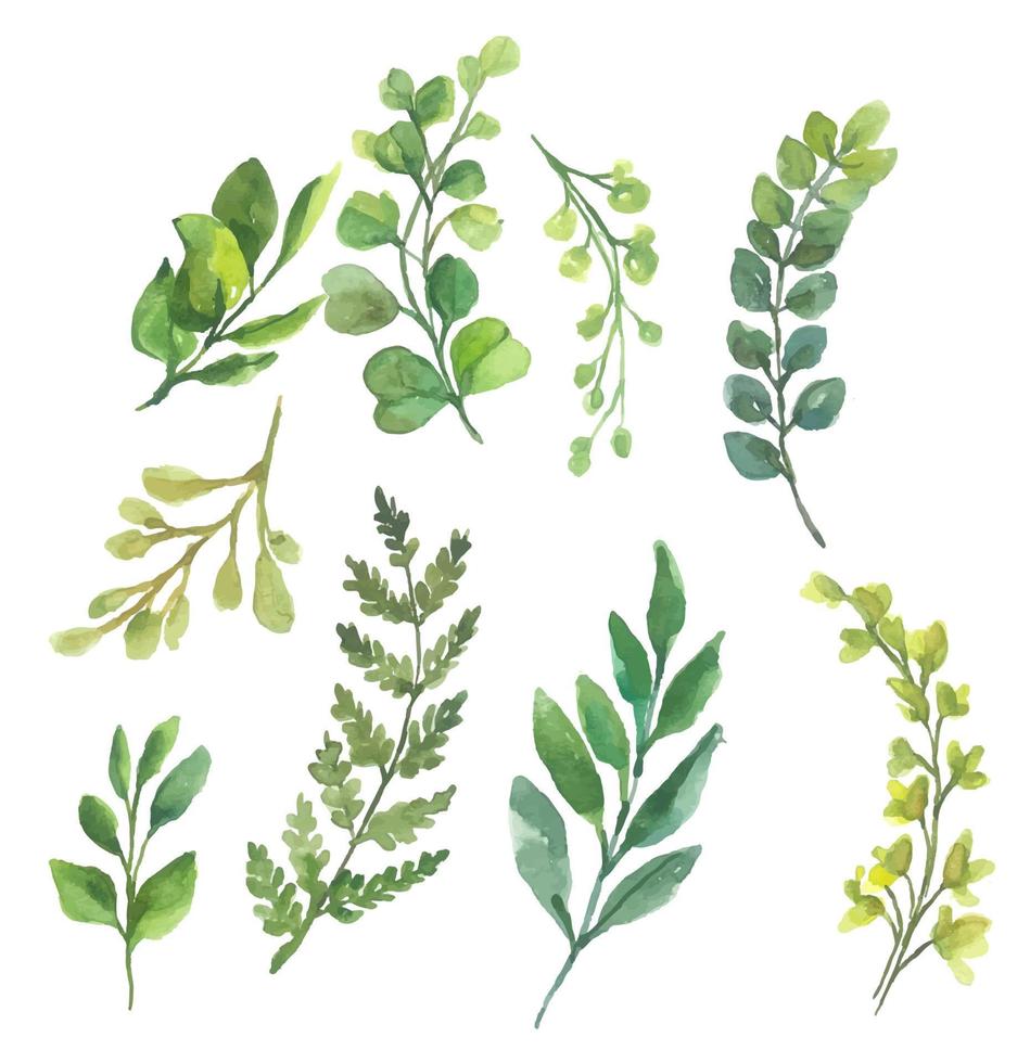 leaves watercolor clipart vector
