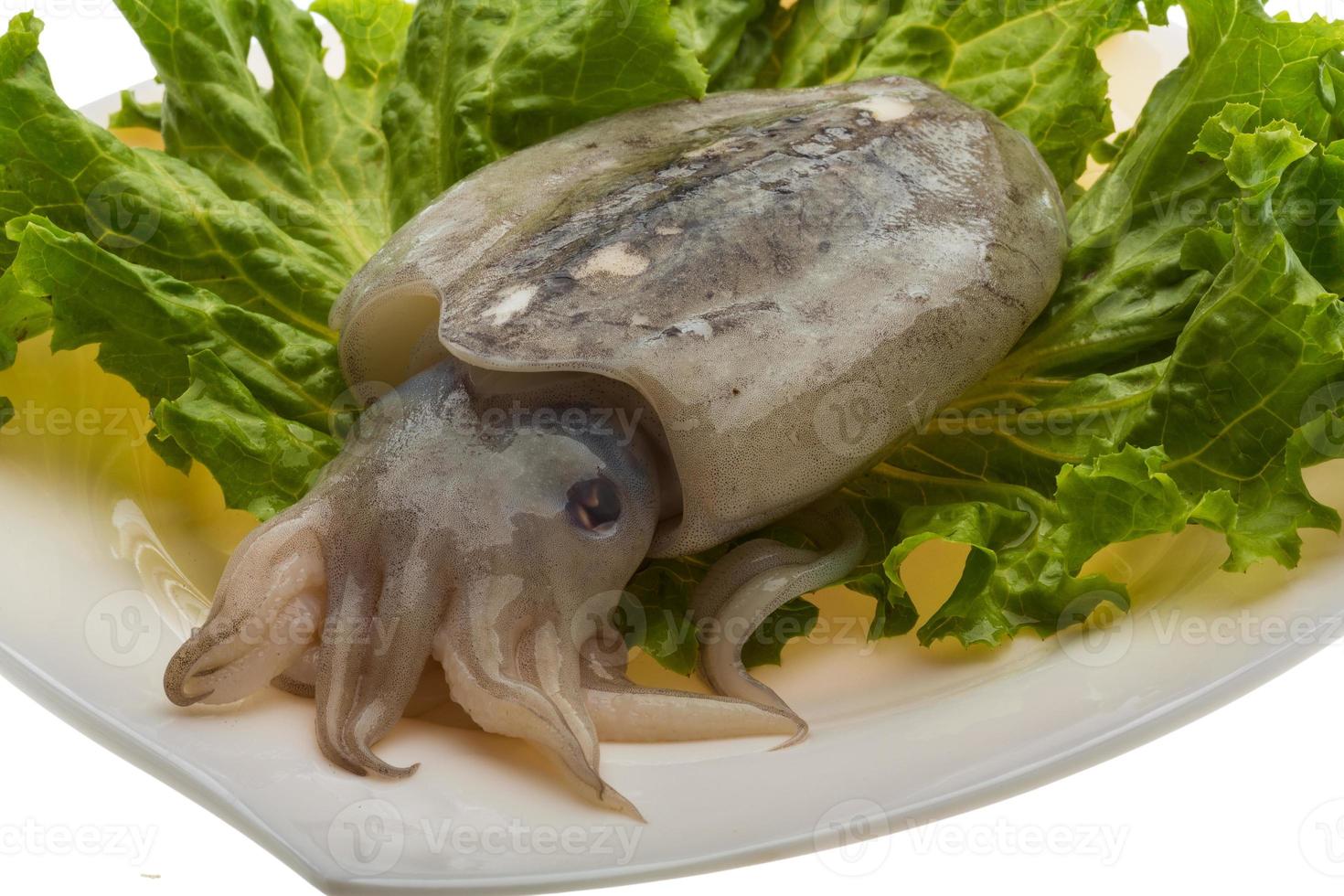 Raw cuttlefish on the plate close up view photo