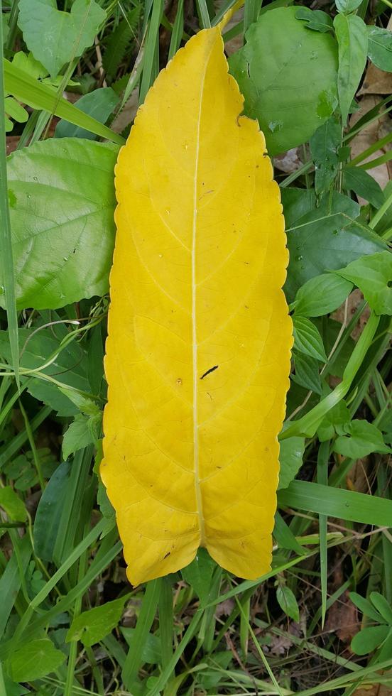 Yellow textured leaf background. Simple photo. photo