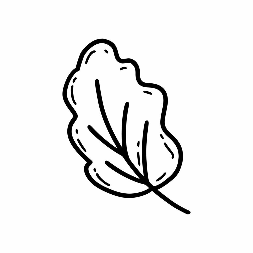 Autumn leaf of tree. Fall icon. Vector doodle illustration. Sketch.