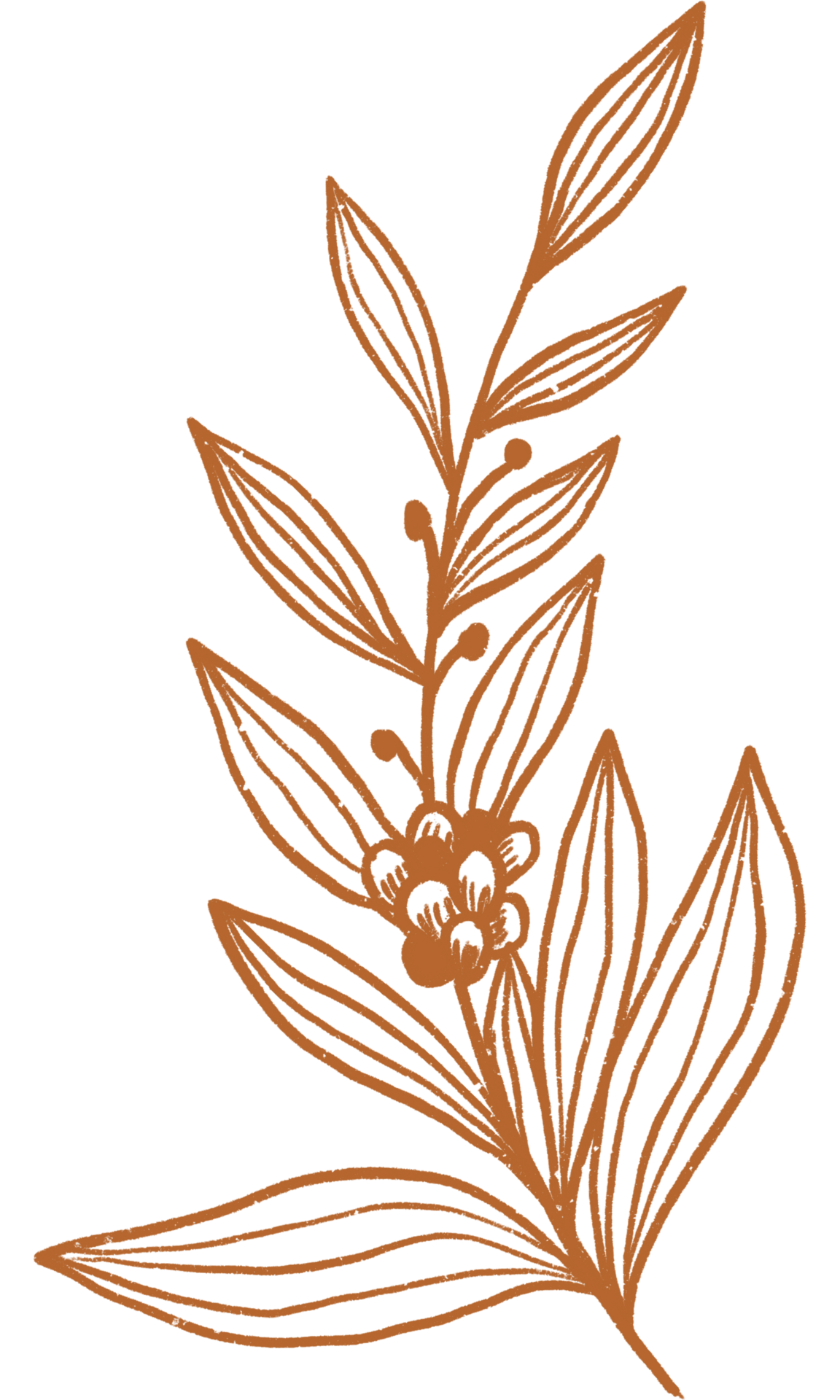 Aesthetic flower plant leaves 10869712 PNG