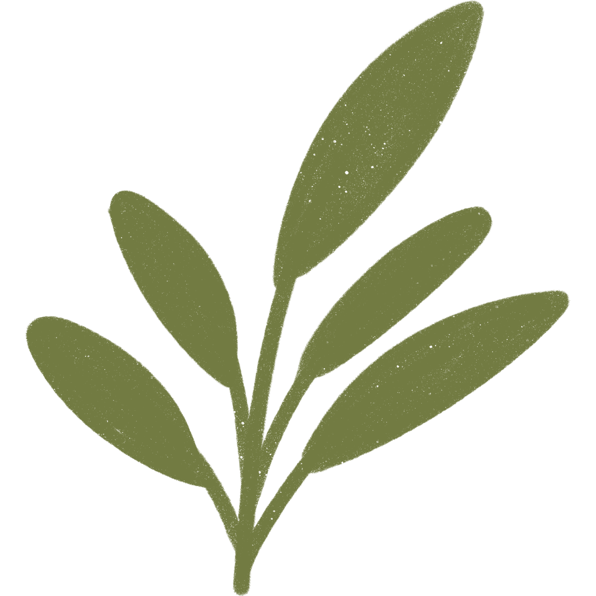 hojas de plantas de flores estéticas 10869716 PNG
