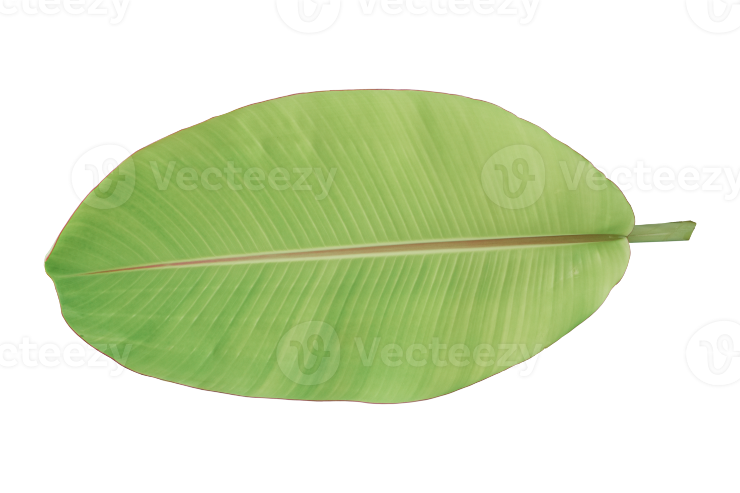 Green banana leaf isolated on white background. 10869753 PNG