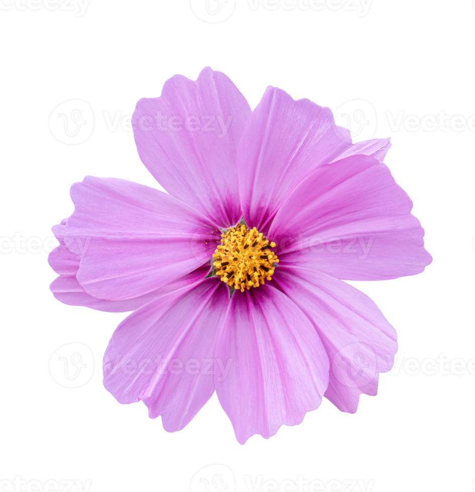 Cosmos flower Isolated on a white background. png
