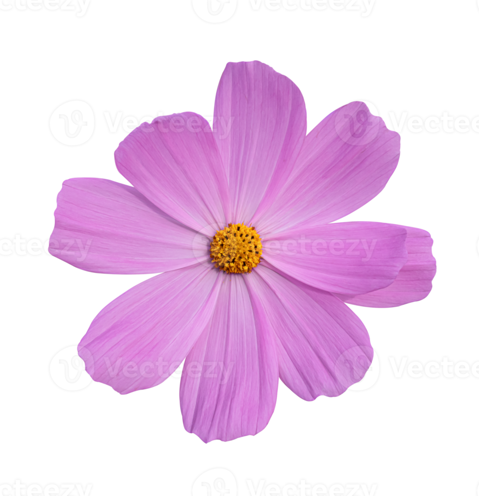 flor do cosmos isolada em um fundo branco. png