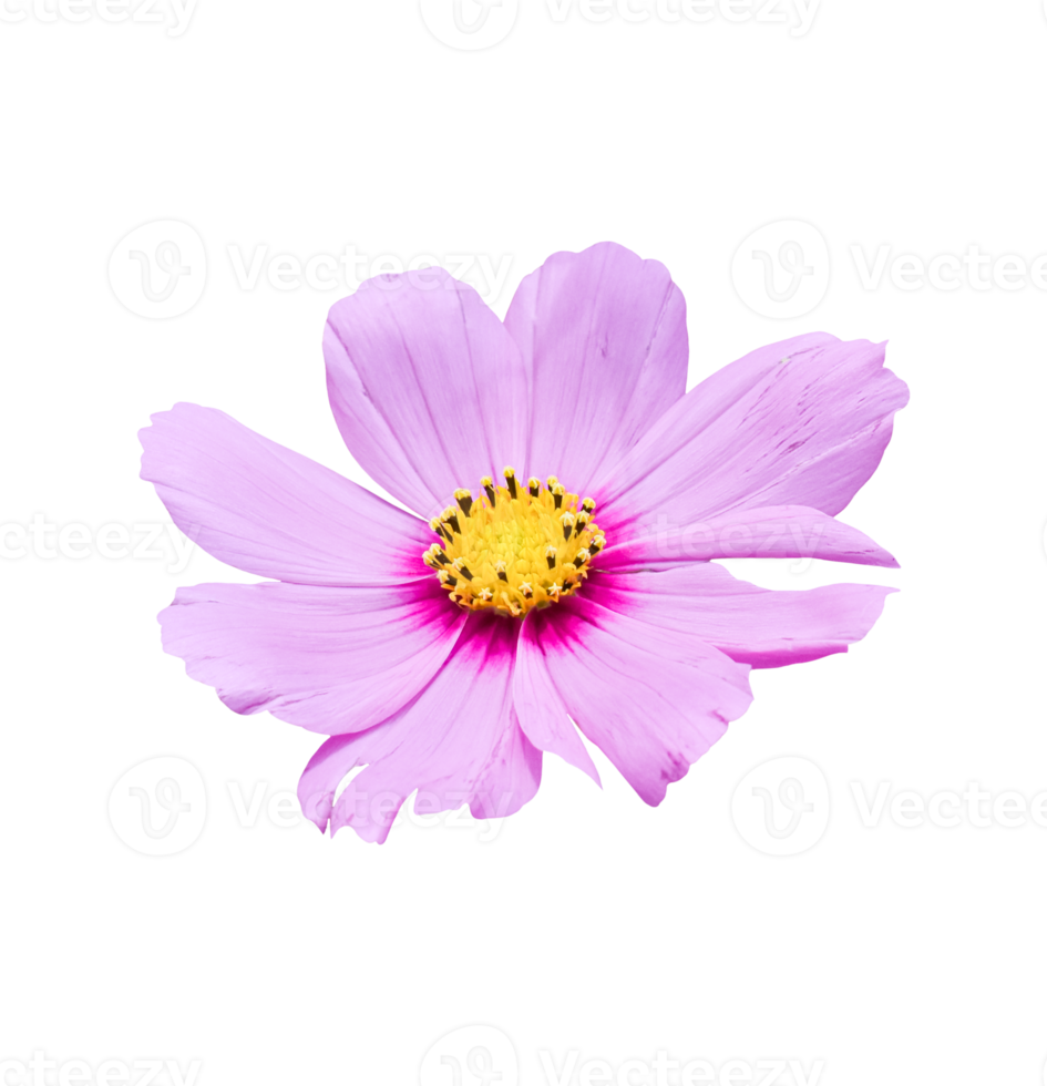 Cosmos flower Isolated on a white background. png