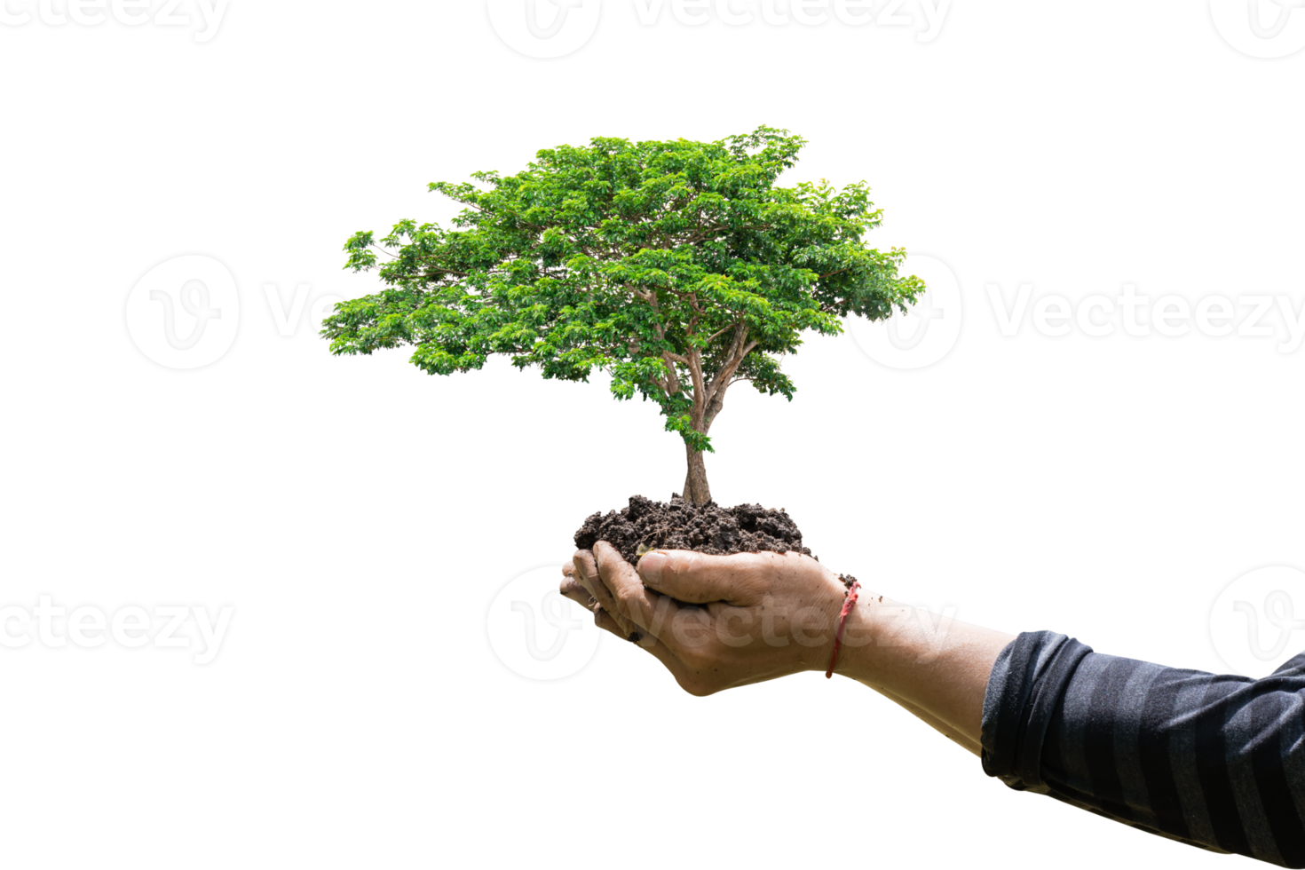 Tree plant in hand isolated. Dicut photos. png