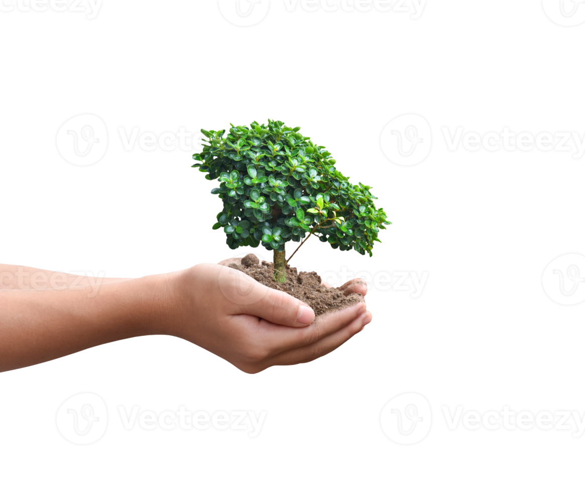 Tree plant in hand isolated. Dicut photos. png