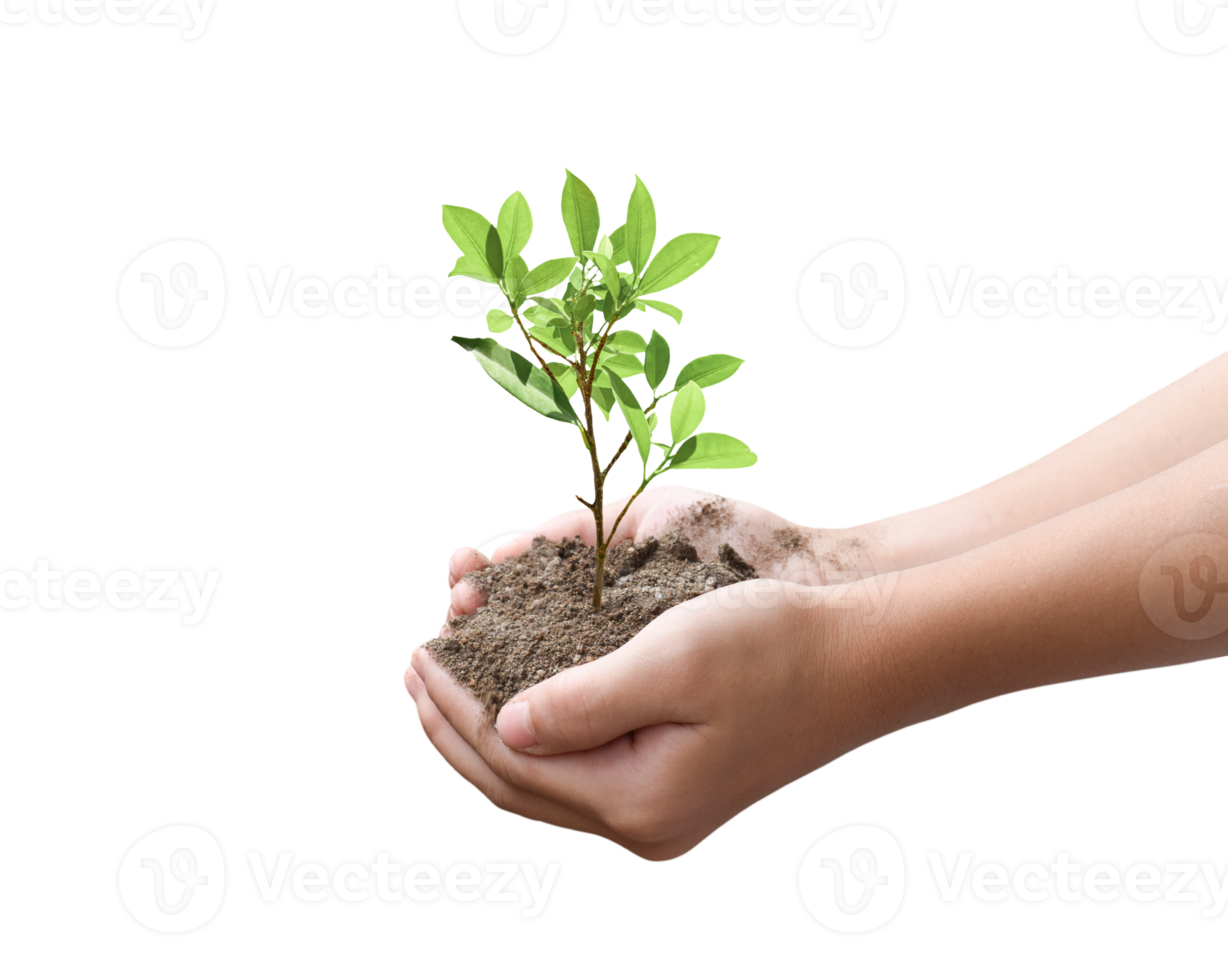 Tree plant in hand isolated. Dicut photos. png