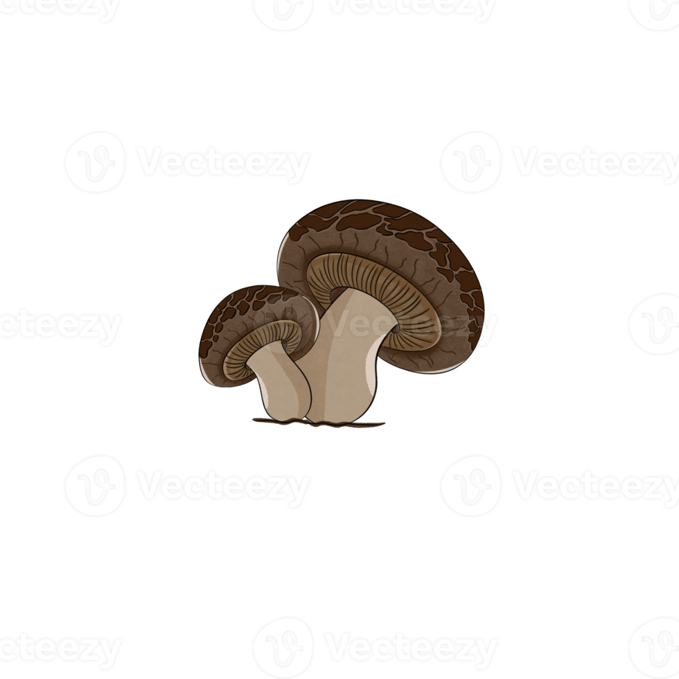 Shiitake mushroom cartoon png