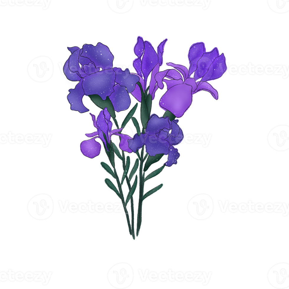 fleurs d'iris en fleurs png