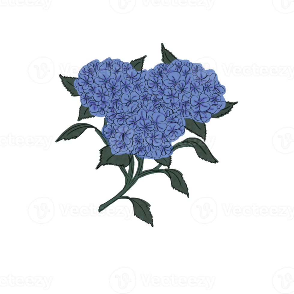 Hand-drawing hydrangea flower Pro png
