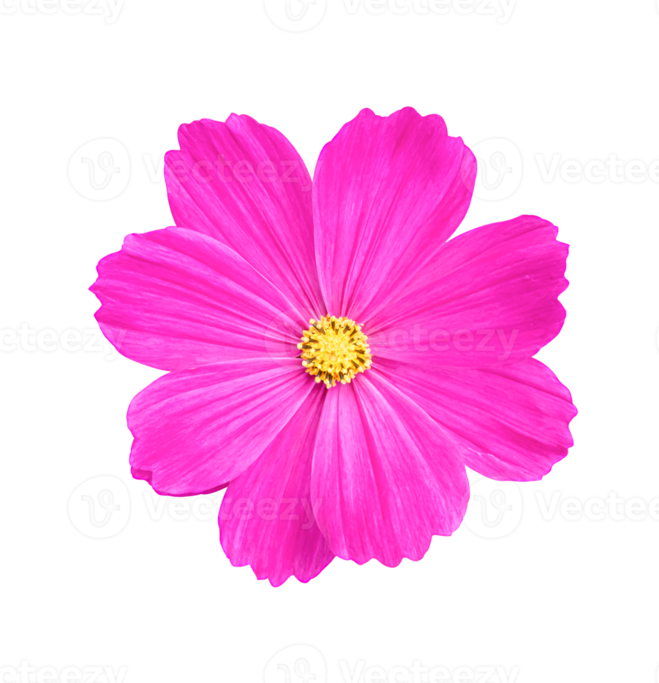 flor del cosmos aislada en un fondo blanco. png